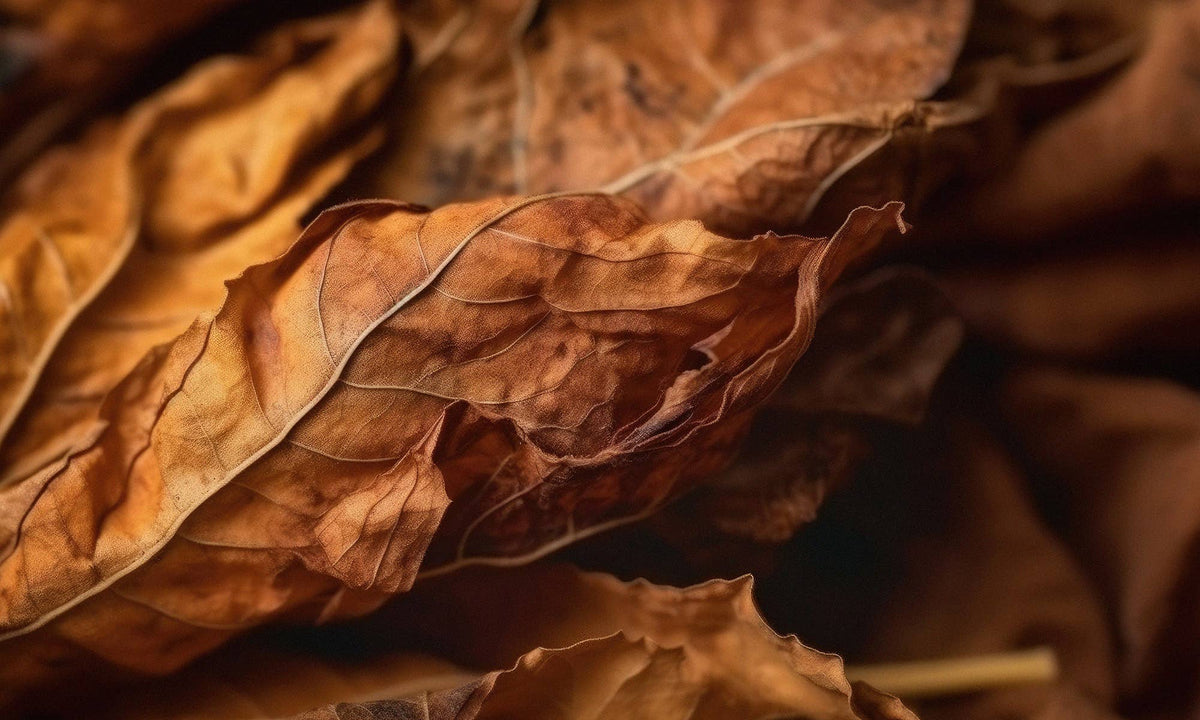 Sweet Tobacco Leaves - Butter Jar Candle