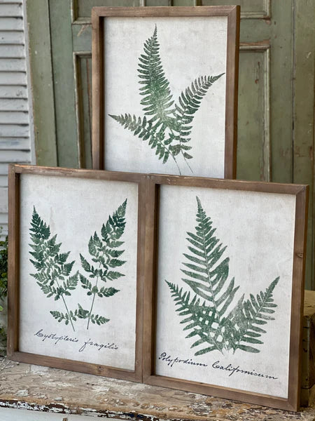Forest Glen Fern No. 1