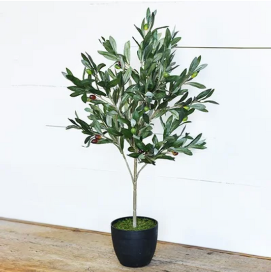 Olive Tree