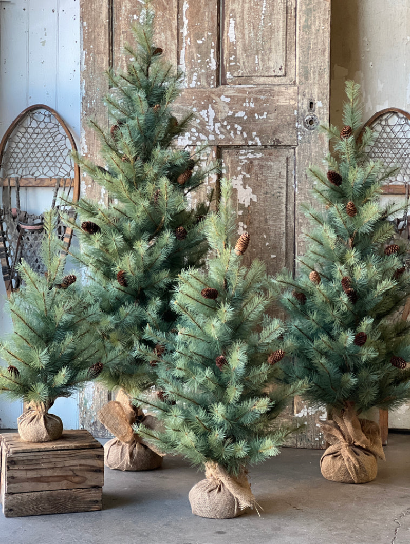 3' Whitley Pine Tree