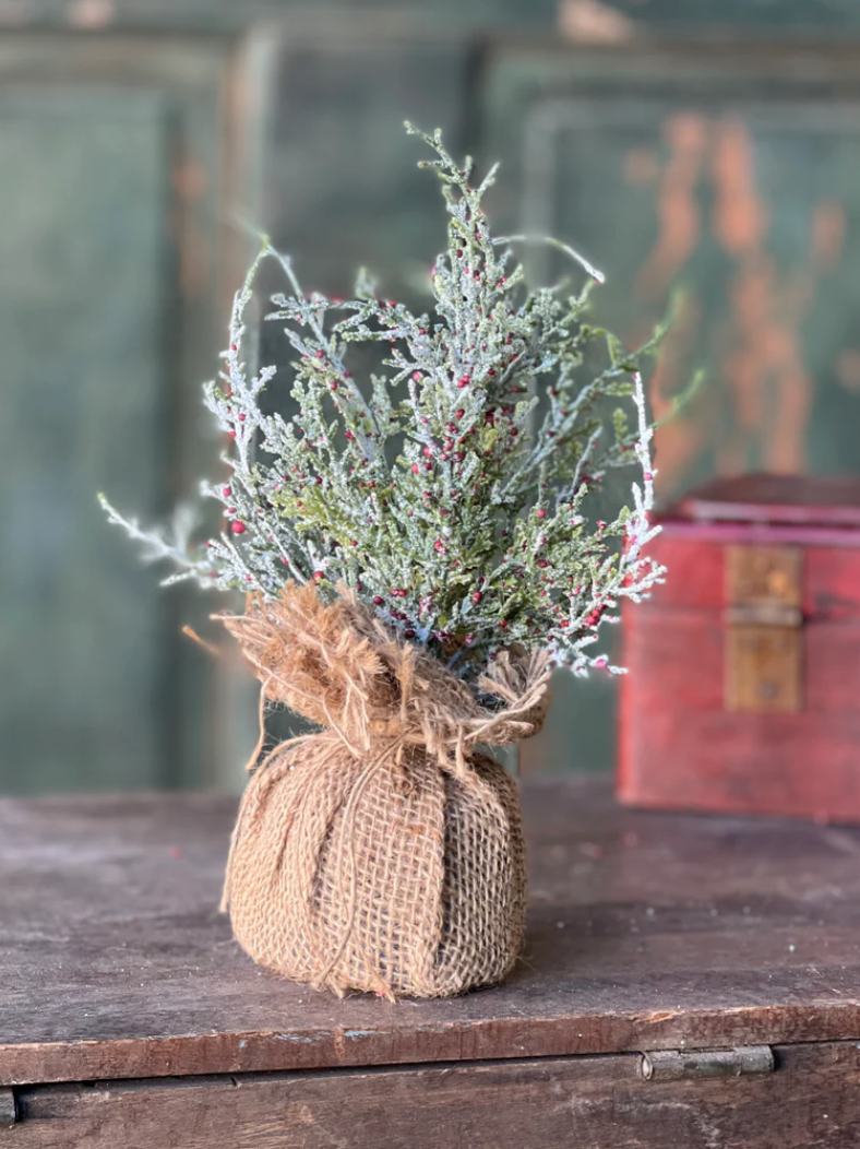 Snowy Cedar & Berries Sapling | 9"