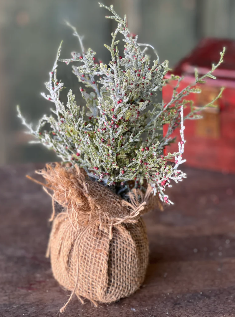 Snowy Cedar & Berries Sapling | 9"
