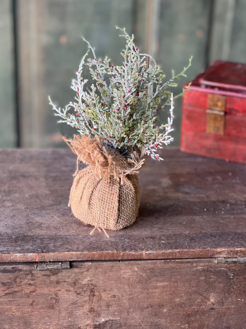 Snowy Cedar & Berries Sapling | 9"