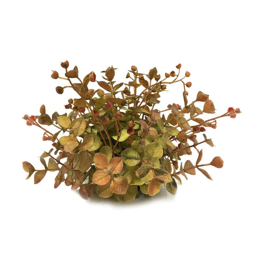 Eucalyptus Half Orb - Fall