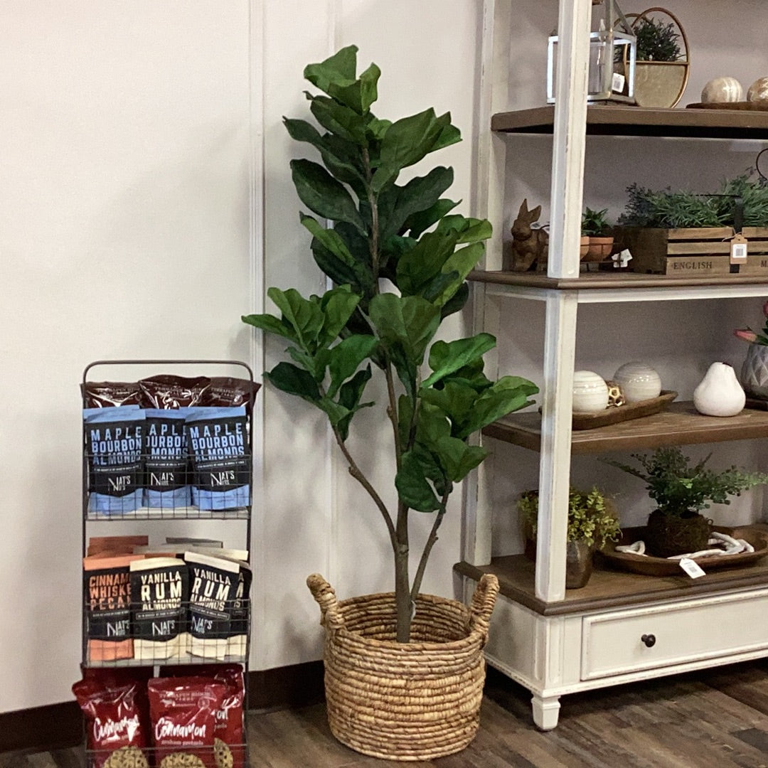 Fiddleleaf Fig Tree