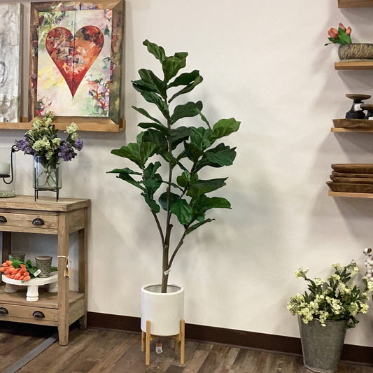 Fiddleleaf Fig Tree