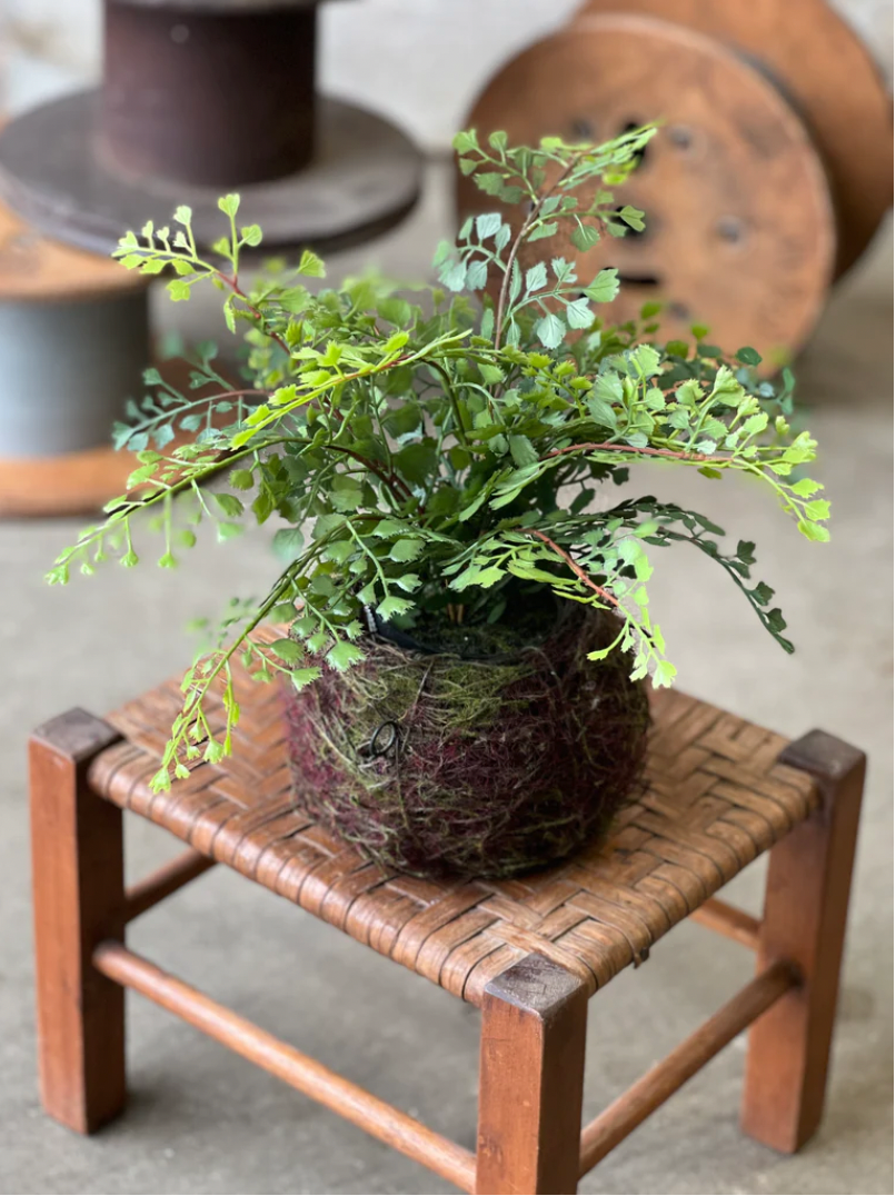 Nested Maidenhair Fern | 15"