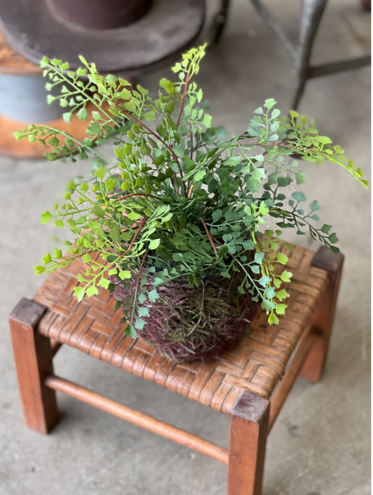 Nested Maidenhair Fern | 15"