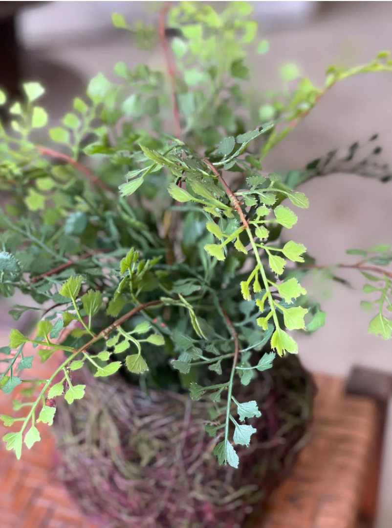 Nested Maidenhair Fern | 15"