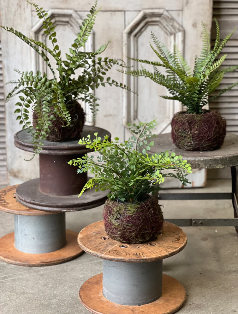 Nested Maidenhair Fern | 15"