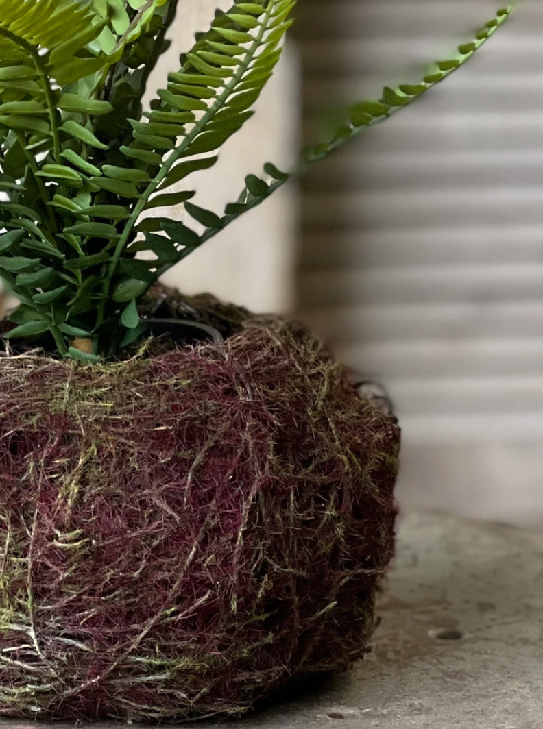 Nested Maidenhair Fern | 15"