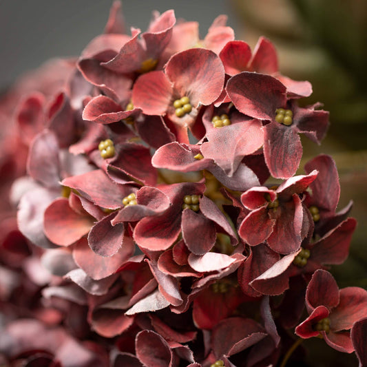 Hydrangea Bush - Maroon