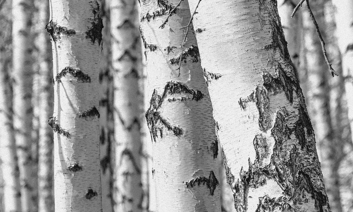 Silver Birch - Butter Jar Candle