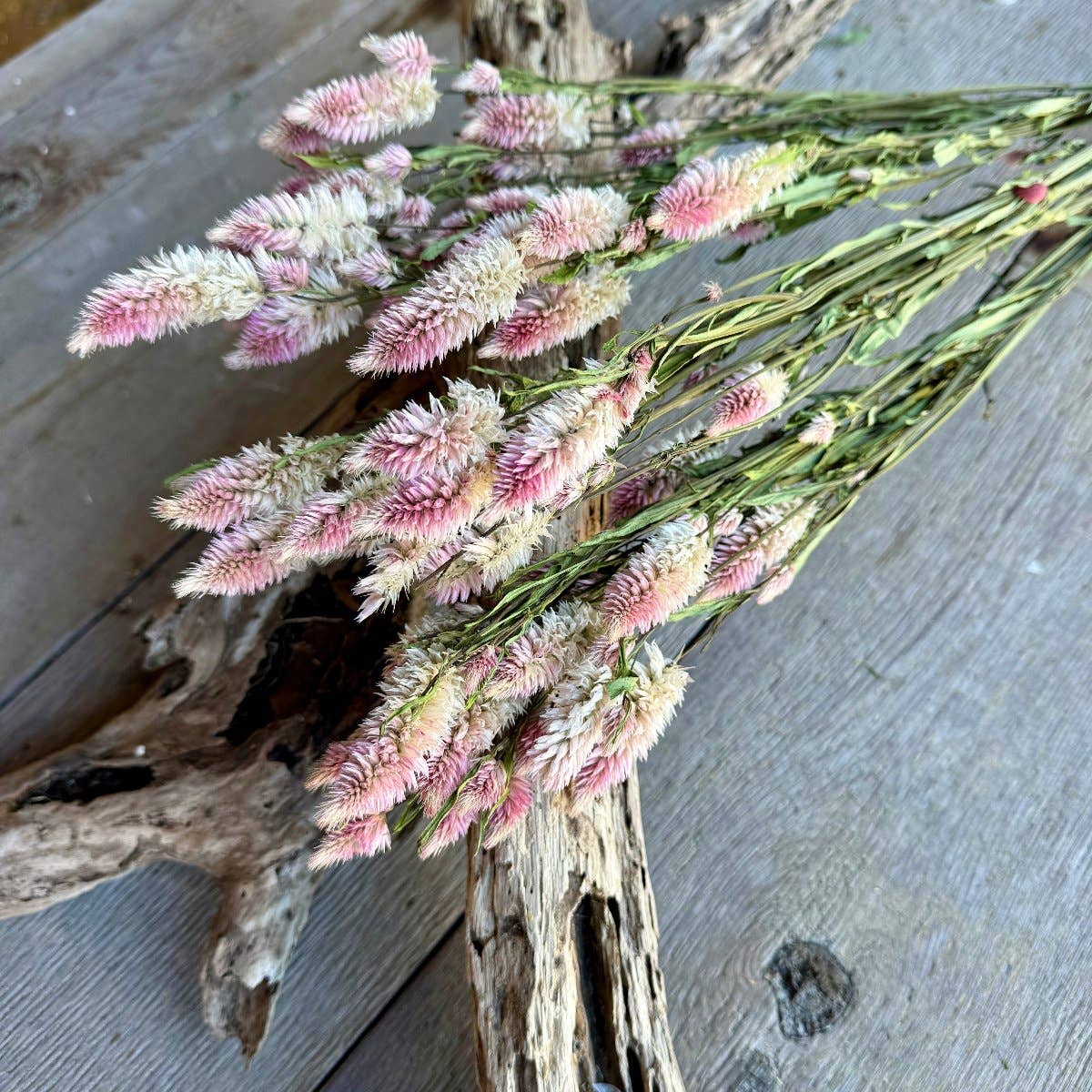 Collins Painting & Design - DF-7028 - Pink Bunny Tails