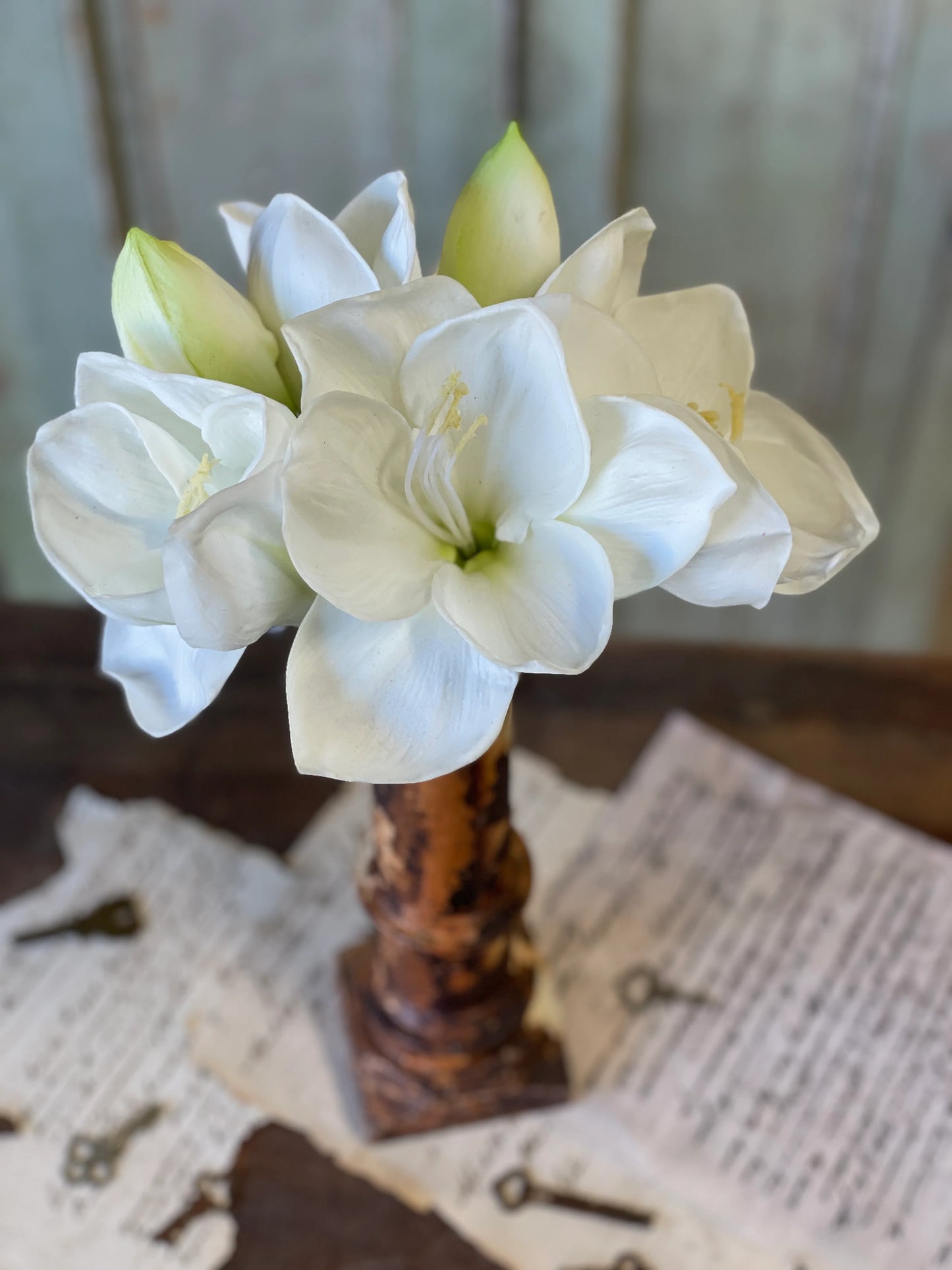 Amaryllis Bundle 10"