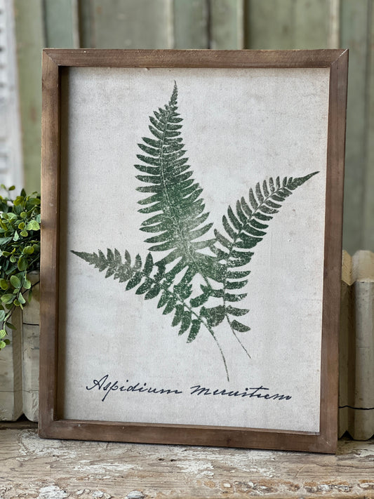 Forest Glen Fern No. 1