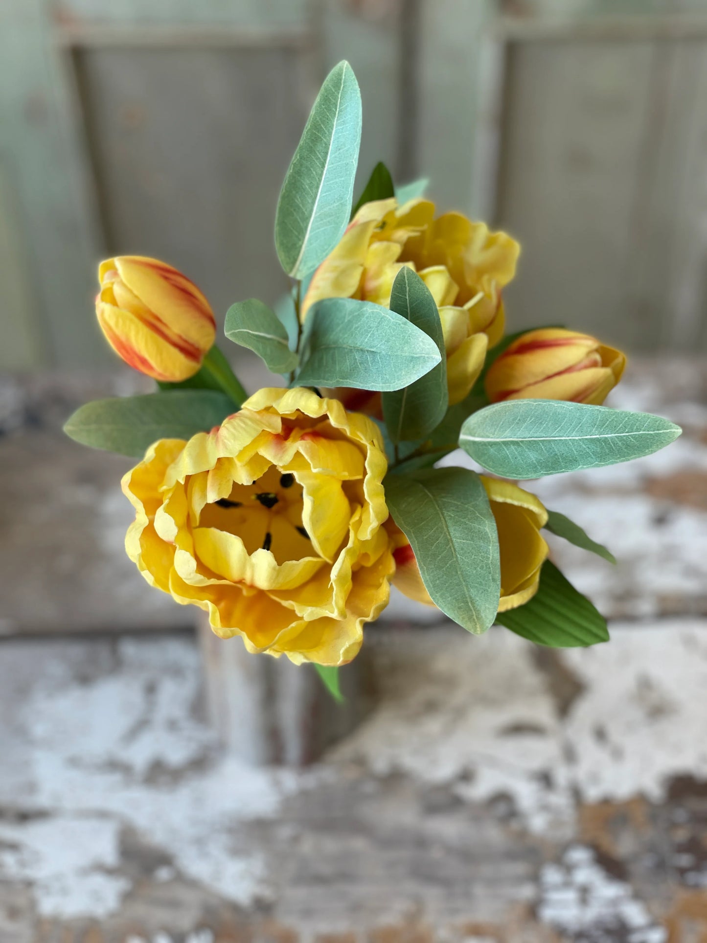 12" Grand Opening Tulip