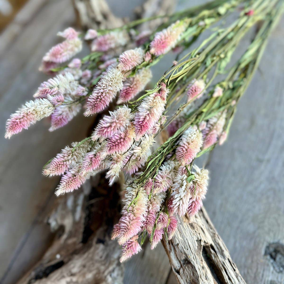 Collins Painting & Design - DF-7028 - Pink Bunny Tails